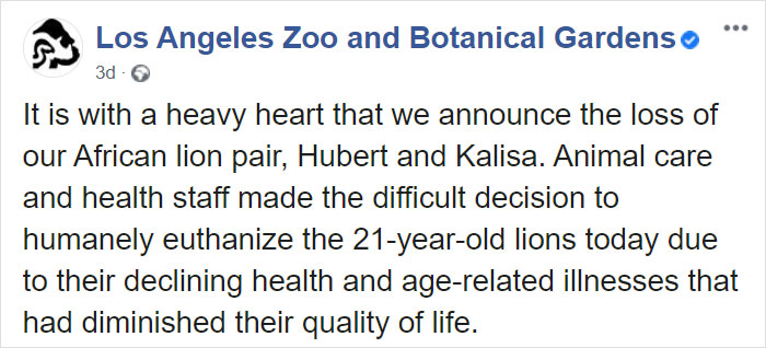 Elderly Lion Couple That Were Soulmates Are Put To Sleep At The Same Time So Neither Has To Live Alone Elderly Lion Couple That Were Soulmates Are Put To Sleep At The Same Time So Neither Has To Live Alone