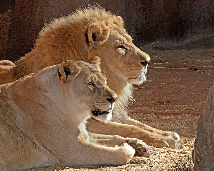 Elderly Lion Couple That Were Soulmates Are Put To Sleep At The Same Time So Neither Has To Live Alone Elderly Lion Couple That Were Soulmates Are Put To Sleep At The Same Time So Neither Has To Live Alone