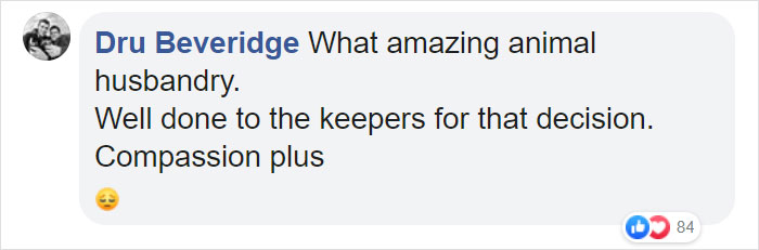 Elderly Lion Couple That Were Soulmates Are Put To Sleep At The Same Time So Neither Has To Live Alone