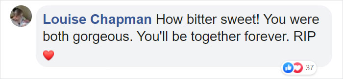 Elderly Lion Couple That Were Soulmates Are Put To Sleep At The Same Time So Neither Has To Live Alone Elderly Lion Couple That Were Soulmates Are Put To Sleep At The Same Time So Neither Has To Live Alone
