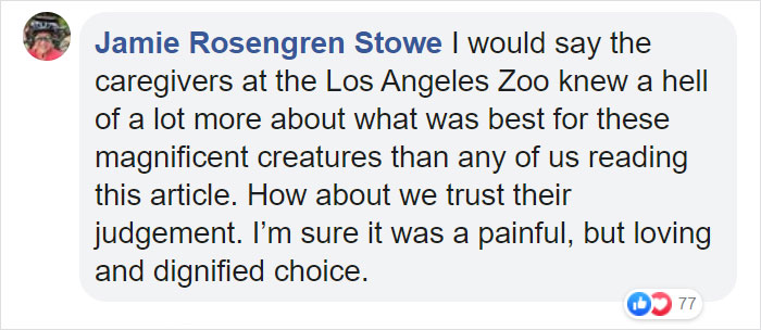 Elderly Lion Couple That Were Soulmates Are Put To Sleep At The Same Time So Neither Has To Live Alone