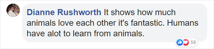 Elderly Lion Couple That Were Soulmates Are Put To Sleep At The Same Time So Neither Has To Live Alone