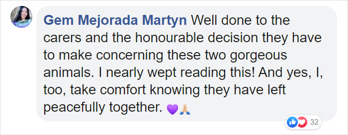 Elderly Lion Couple That Were Soulmates Are Put To Sleep At The Same Time So Neither Has To Live Alone Elderly Lion Couple That Were Soulmates Are Put To Sleep At The Same Time So Neither Has To Live Alone