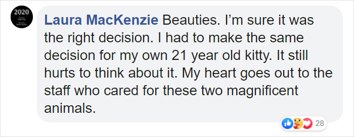 Elderly Lion Couple That Were Soulmates Are Put To Sleep At The Same Time So Neither Has To Live Alone Elderly Lion Couple That Were Soulmates Are Put To Sleep At The Same Time So Neither Has To Live Alone