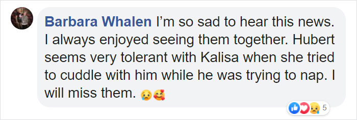 Elderly Lion Couple That Were Soulmates Are Put To Sleep At The Same Time So Neither Has To Live Alone Elderly Lion Couple That Were Soulmates Are Put To Sleep At The Same Time So Neither Has To Live Alone