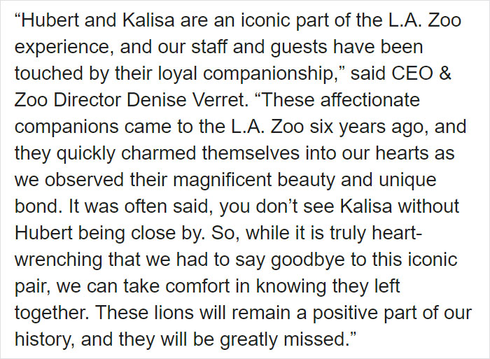Elderly Lion Couple That Were Soulmates Are Put To Sleep At The Same Time So Neither Has To Live Alone Elderly Lion Couple That Were Soulmates Are Put To Sleep At The Same Time So Neither Has To Live Alone
