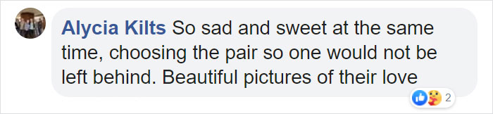 Elderly Lion Couple That Were Soulmates Are Put To Sleep At The Same Time So Neither Has To Live Alone Elderly Lion Couple That Were Soulmates Are Put To Sleep At The Same Time So Neither Has To Live Alone