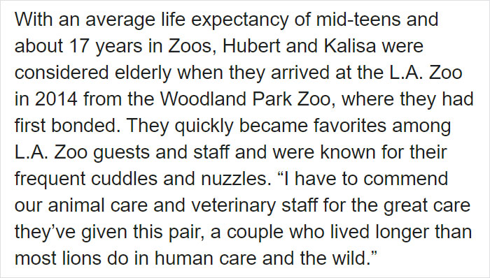 Elderly Lion Couple That Were Soulmates Are Put To Sleep At The Same Time So Neither Has To Live Alone