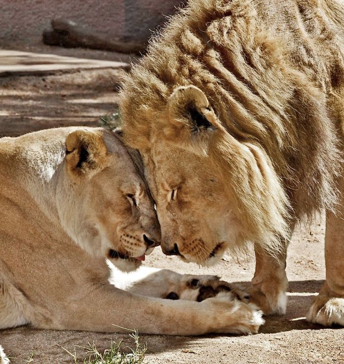 Elderly Lion Couple That Were Soulmates Are Put To Sleep At The Same Time So Neither Has To Live Alone