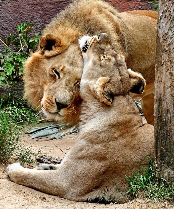 Elderly Lion Couple That Were Soulmates Are Put To Sleep At The Same Time So Neither Has To Live Alone Elderly Lion Couple That Were Soulmates Are Put To Sleep At The Same Time So Neither Has To Live Alone