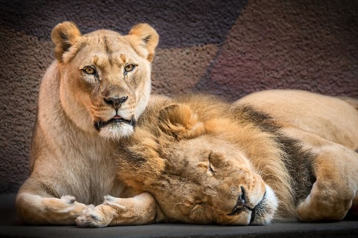 Elderly Lion Couple That Were Soulmates Are Put To Sleep At The Same Time So Neither Has To Live Alone