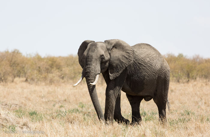 Apparently, Kenya's Elephant Population Has More Than Doubled Over Last Three Decades