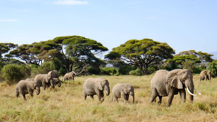 Apparently, Kenya's Elephant Population Has More Than Doubled Over Last Three Decades