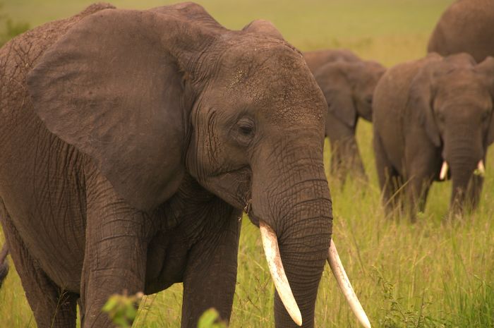 Apparently, Kenya's Elephant Population Has More Than Doubled Over Last Three Decades