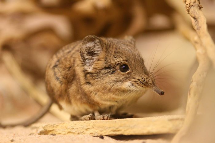 Tiny Elephant Shrews Have Been Rediscovered In Africa After Being Classed As A 'Lost Species' For The Last 50 Years Tiny Elephant Shrews Have Been Rediscovered In Africa After Being Classed As A 'Lost Species' For The Last 50 Years