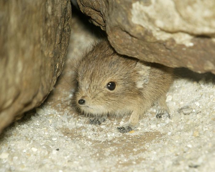 Tiny Elephant Shrews Have Been Rediscovered In Africa After Being Classed As A 'Lost Species' For The Last 50 Years