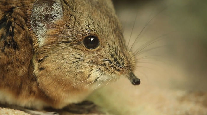Tiny Elephant Shrews Have Been Rediscovered In Africa After Being Classed As A 'Lost Species' For The Last 50 Years Tiny Elephant Shrews Have Been Rediscovered In Africa After Being Classed As A 'Lost Species' For The Last 50 Years