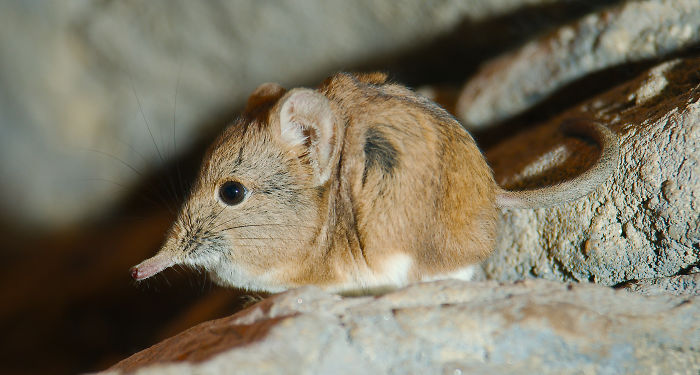 Tiny Elephant Shrews Have Been Rediscovered In Africa After Being Classed As A 'Lost Species' For The Last 50 Years Tiny Elephant Shrews Have Been Rediscovered In Africa After Being Classed As A 'Lost Species' For The Last 50 Years