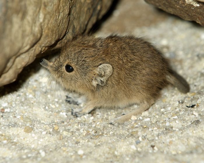 Tiny Elephant Shrews Have Been Rediscovered In Africa After Being Classed As A 'Lost Species' For The Last 50 Years