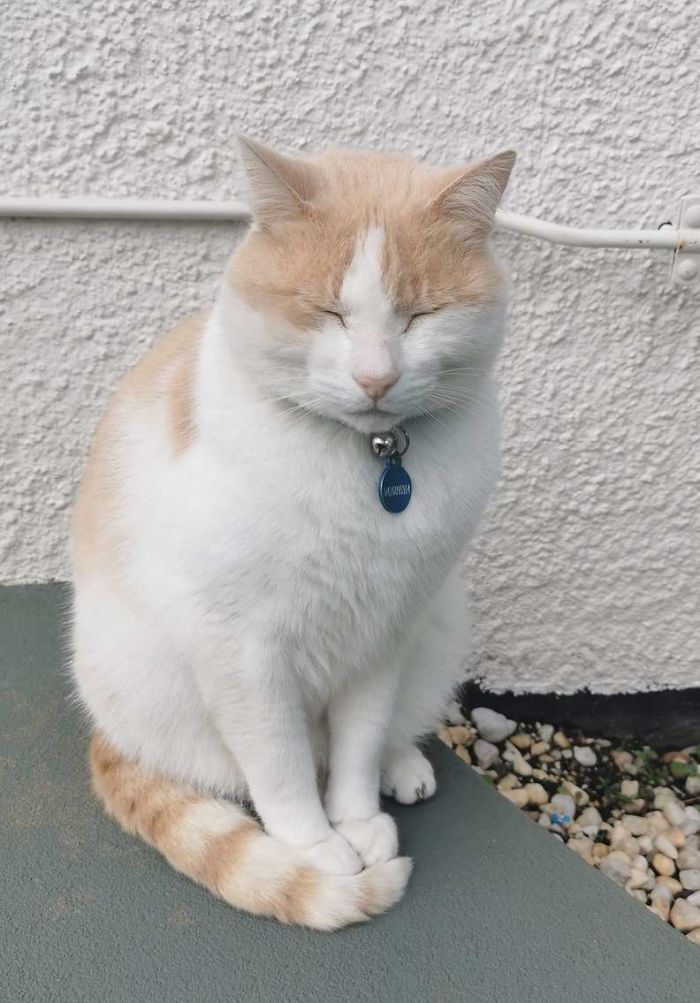 Cat Hangs Around A Hospital For A Year, Ends Up Getting Hired As A Security Cat Cat Hangs Around A Hospital For A Year, Ends Up Getting Hired As A Security Cat