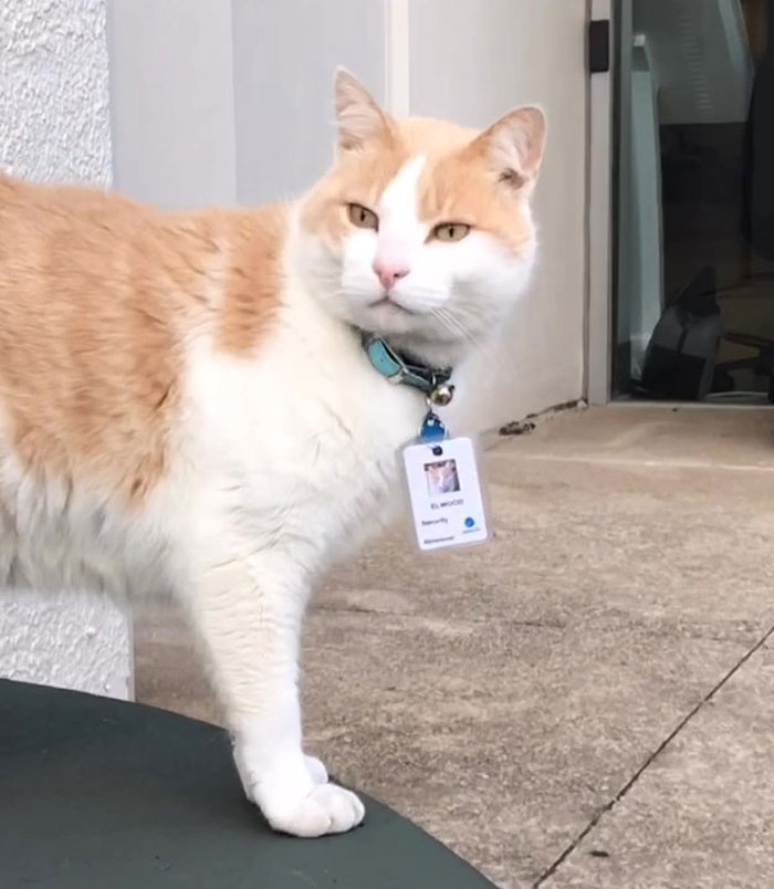 Cat Hangs Around A Hospital For A Year, Ends Up Getting Hired As A Security Cat Cat Hangs Around A Hospital For A Year, Ends Up Getting Hired As A Security Cat
