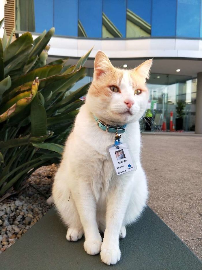 Cat Hangs Around A Hospital For A Year, Ends Up Getting Hired As A Security Cat Cat Hangs Around A Hospital For A Year, Ends Up Getting Hired As A Security Cat