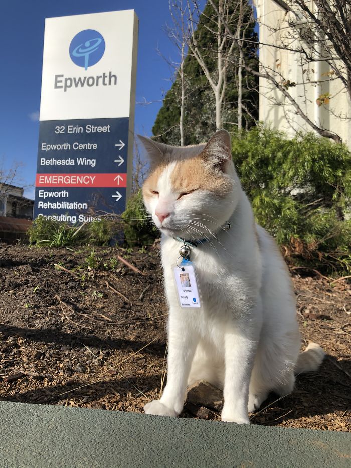 Cat Hangs Around A Hospital For A Year, Ends Up Getting Hired As A Security Cat Cat Hangs Around A Hospital For A Year, Ends Up Getting Hired As A Security Cat