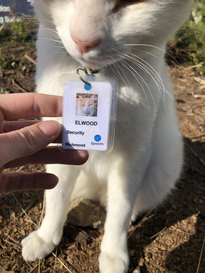 Cat Hangs Around A Hospital For A Year, Ends Up Getting Hired As A Security Cat Cat Hangs Around A Hospital For A Year, Ends Up Getting Hired As A Security Cat