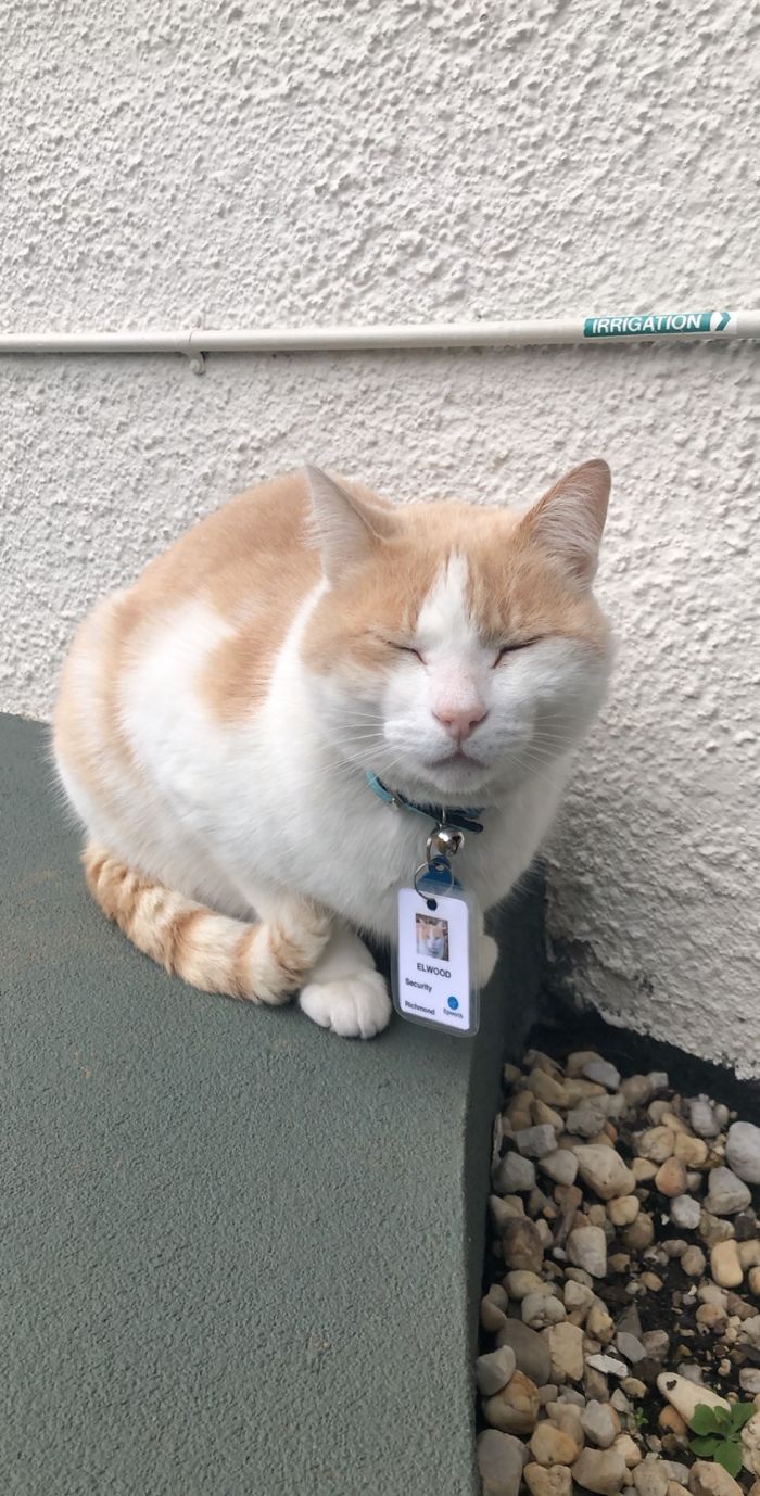 Cat Hangs Around A Hospital For A Year, Ends Up Getting Hired As A Security Cat Cat Hangs Around A Hospital For A Year, Ends Up Getting Hired As A Security Cat
