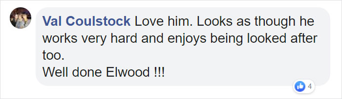 Cat Hangs Around A Hospital For A Year, Ends Up Getting Hired As A Security Cat Cat Hangs Around A Hospital For A Year, Ends Up Getting Hired As A Security Cat