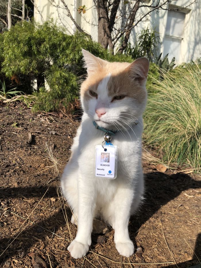Cat Hangs Around A Hospital For A Year, Ends Up Getting Hired As A Security Cat Cat Hangs Around A Hospital For A Year, Ends Up Getting Hired As A Security Cat