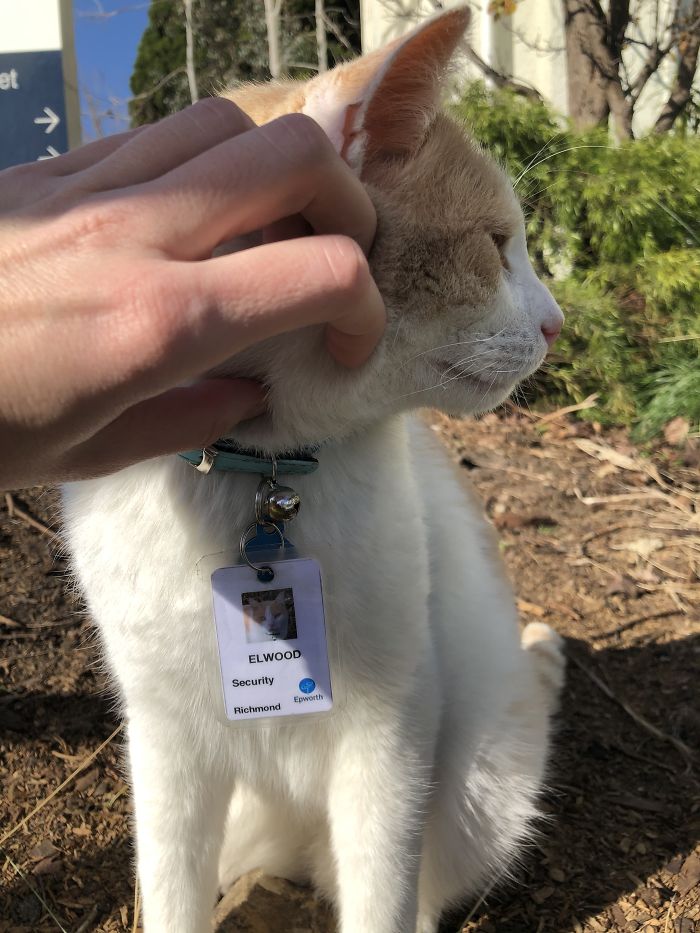 Cat Hangs Around A Hospital For A Year, Ends Up Getting Hired As A Security Cat Cat Hangs Around A Hospital For A Year, Ends Up Getting Hired As A Security Cat