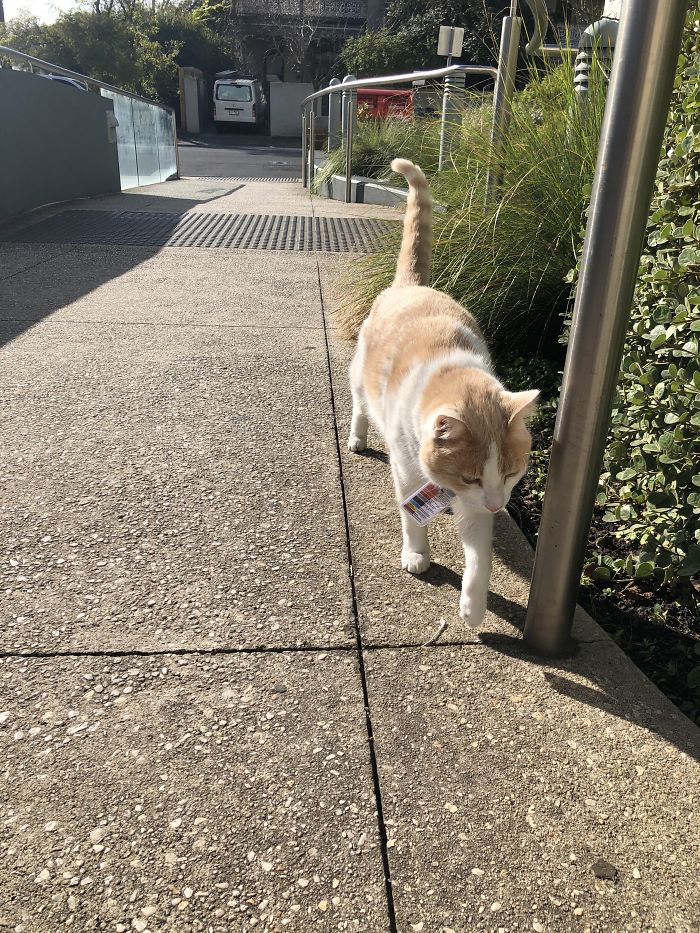 Cat Hangs Around A Hospital For A Year, Ends Up Getting Hired As A Security Cat Cat Hangs Around A Hospital For A Year, Ends Up Getting Hired As A Security Cat