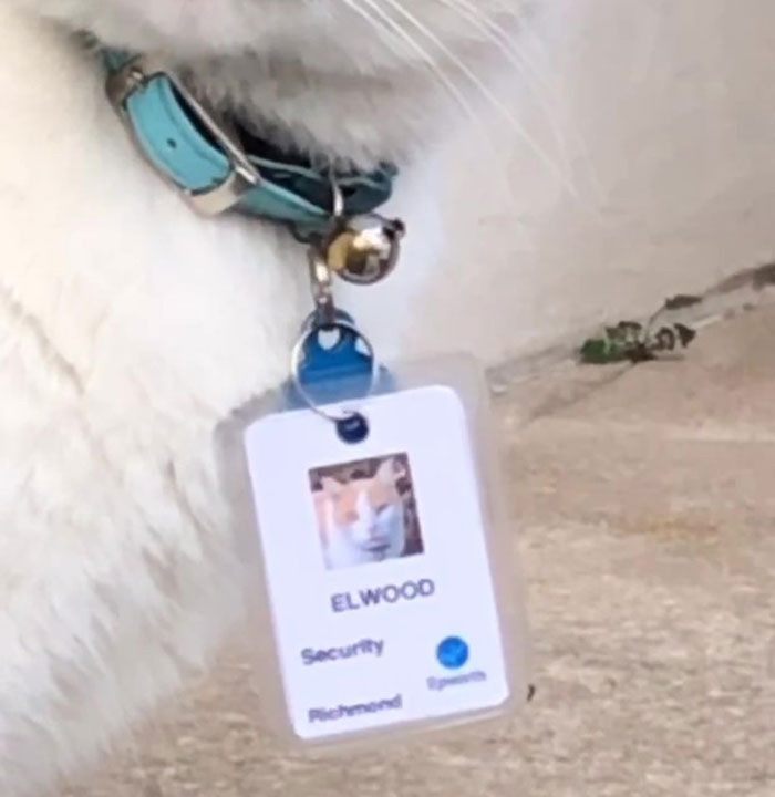 Cat Hangs Around A Hospital For A Year, Ends Up Getting Hired As A Security Cat Cat Hangs Around A Hospital For A Year, Ends Up Getting Hired As A Security Cat