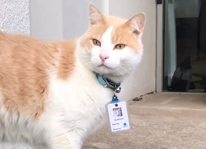 Cat Hangs Around A Hospital For A Year, Ends Up Getting Hired As A Security Cat