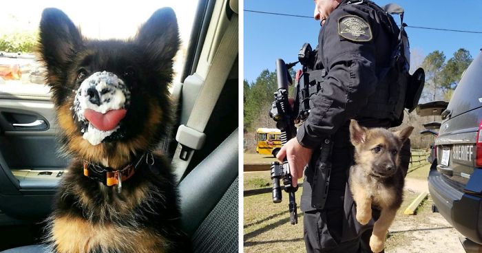 40 Cachorros de Pastor Alemán siendo lo más puro del mundo