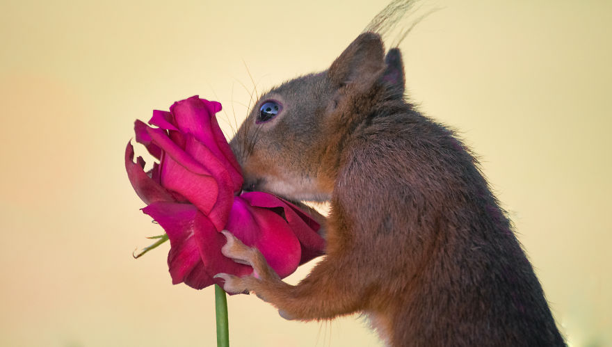 To Spread Some Joy, I Photograph Squirrels Playing In My Garden To Spread Some Joy, I Photograph Squirrels Playing In My Garden
