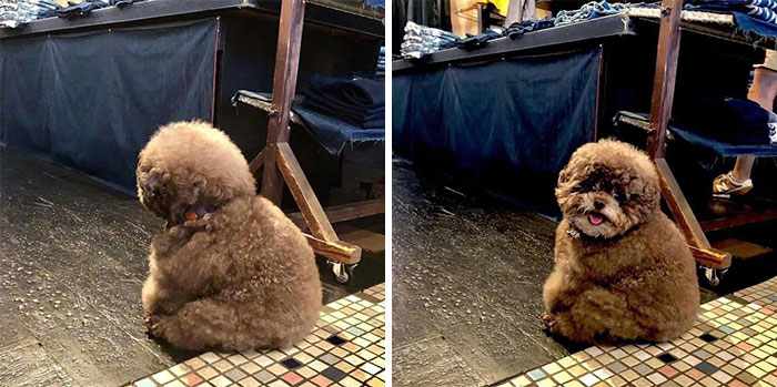 Fluffy Poodle Is Going Viral For Its Human-Like Expressions