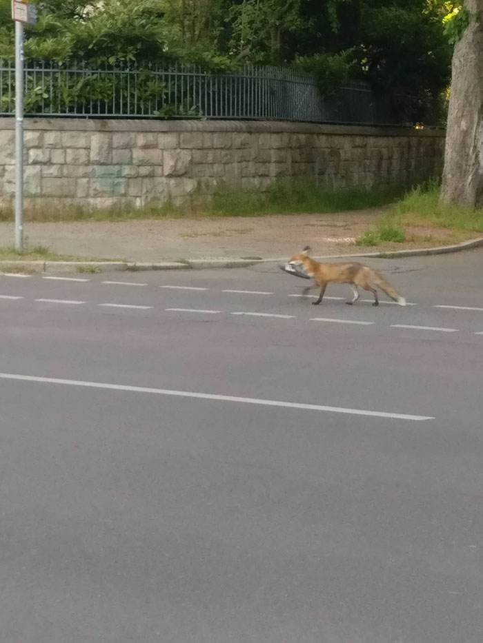 Fox From Berlin Gets Unmasked As A Crocs-Thief With A Collection Of Over 100 Stolen Shoes And People Find It Hilarious