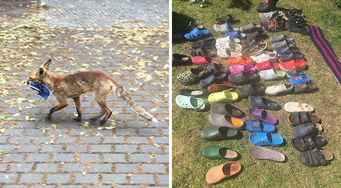 Fox From Berlin Gets Unmasked As A Crocs-Thief With A Collection Of Over 100 Stolen Shoes And People Find It Hilarious
