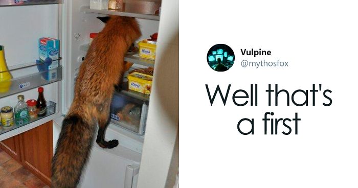 26 People Who Found Foxes In Their Houses And Shared Pics Online