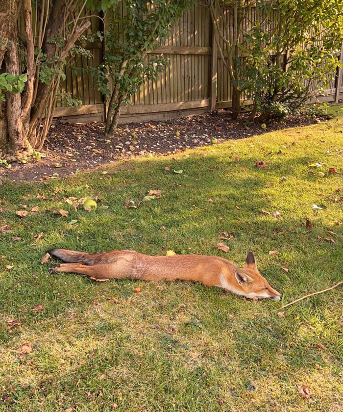 Too Hot For The Fox In London Today