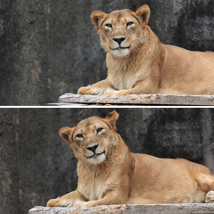 A Very Polite Lioness. I Imagine Her Saying, "Why, Thank You For The Compliment!"