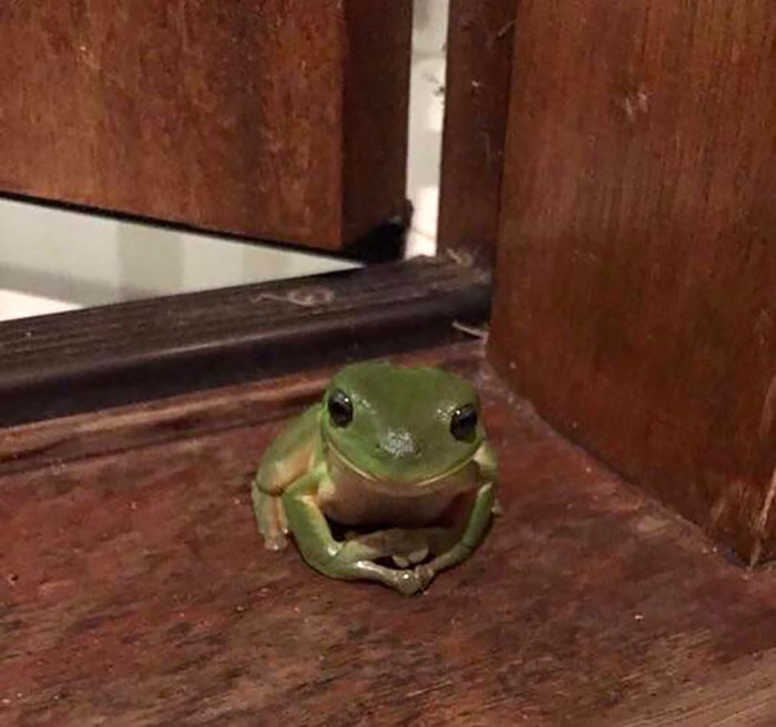 Noticed Him After Work Sitting At The Door. Looks Like He’s Waiting To Hear About My Day