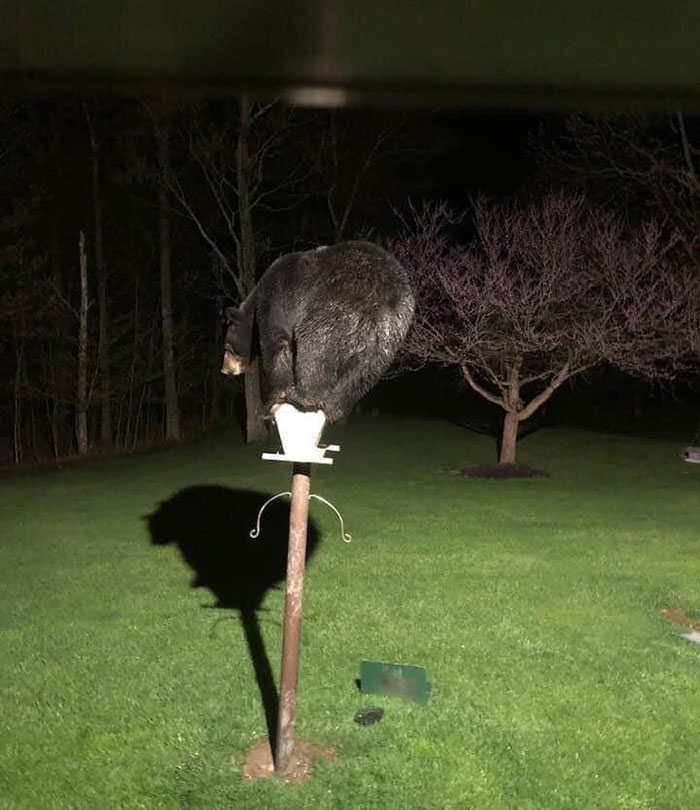 That’s A Weird Looking Bird