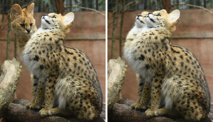 Auto Synchronization