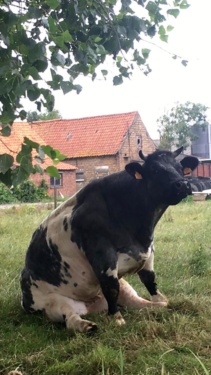 This Moomoo Is Enjoying The View Over The Field