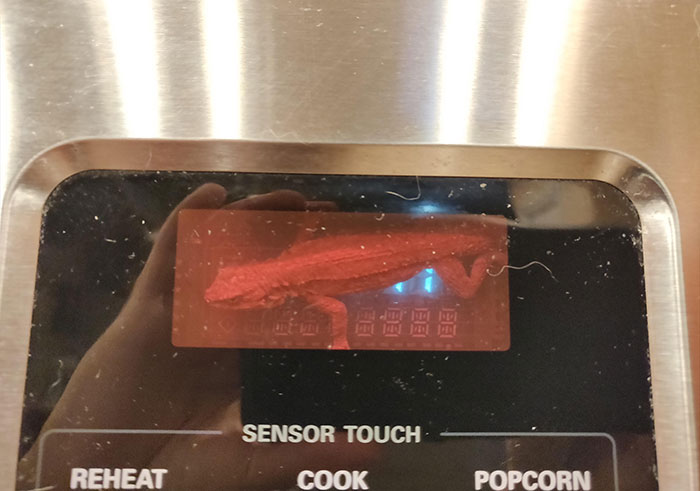 So This Lizard Moved Into My Microwave Clock. I Guess It's His Now