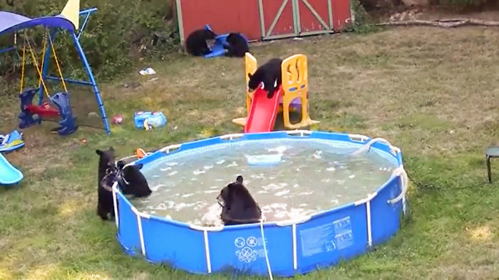 It's A Black Bear Party!