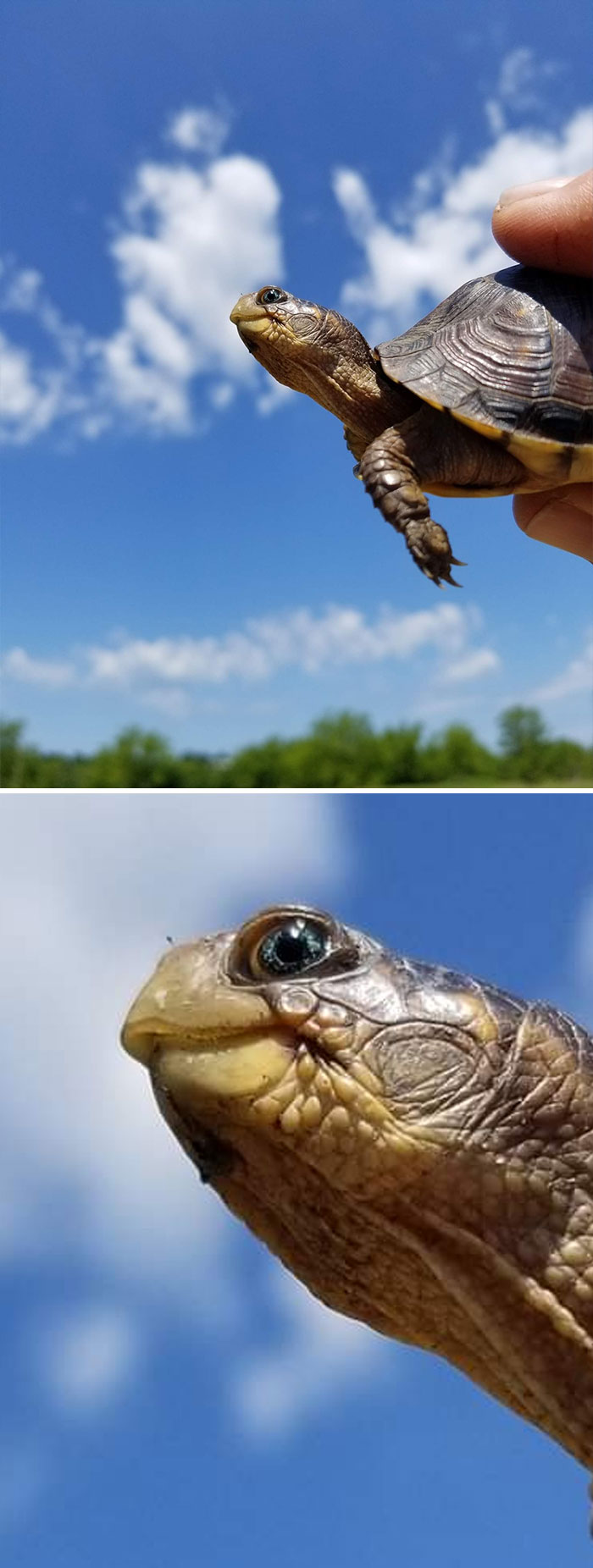 Ever Seen A Blue-Eyed Box Turtle? I Stopped To Move It Off The Road And Had To Snap Some Pics. In All My Years I Have Never Seen One Like This